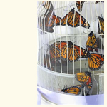 Butterfly Release Cage.  Display of Live Monarch Butterflies in Texas
