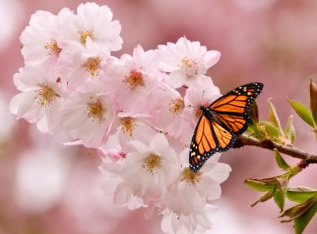 A beautiful Monarch butterfly nectars on a Cherry Blossom in St. Paul, Minnesota