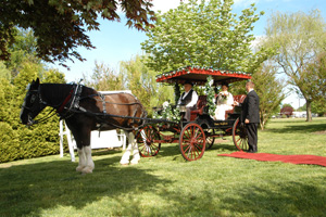 Include a carriage ride to make your wedding truely special.