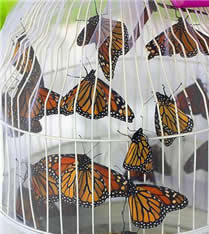 Monarch butterfly release in Iowa.