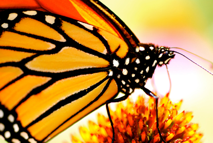 Close up photo of a Monarch Butterfly nectaring in West Virginia.