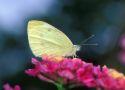 Sulphur butterflies