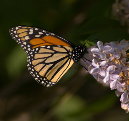 Monarch butterfly nectaring from a purple lilac in Manchester, new hampshire.